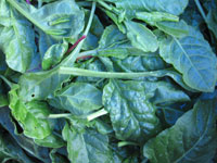spinach
